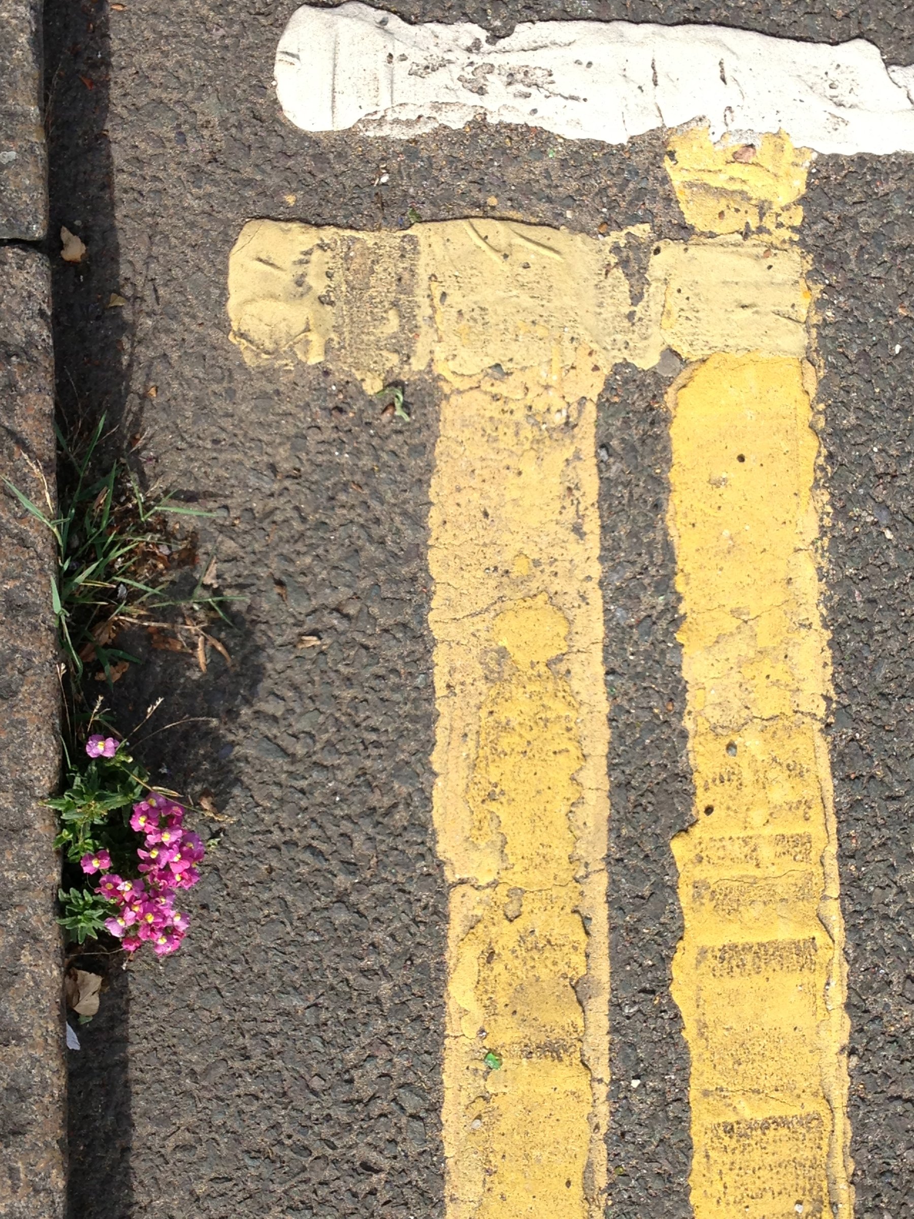 Catford saboteur